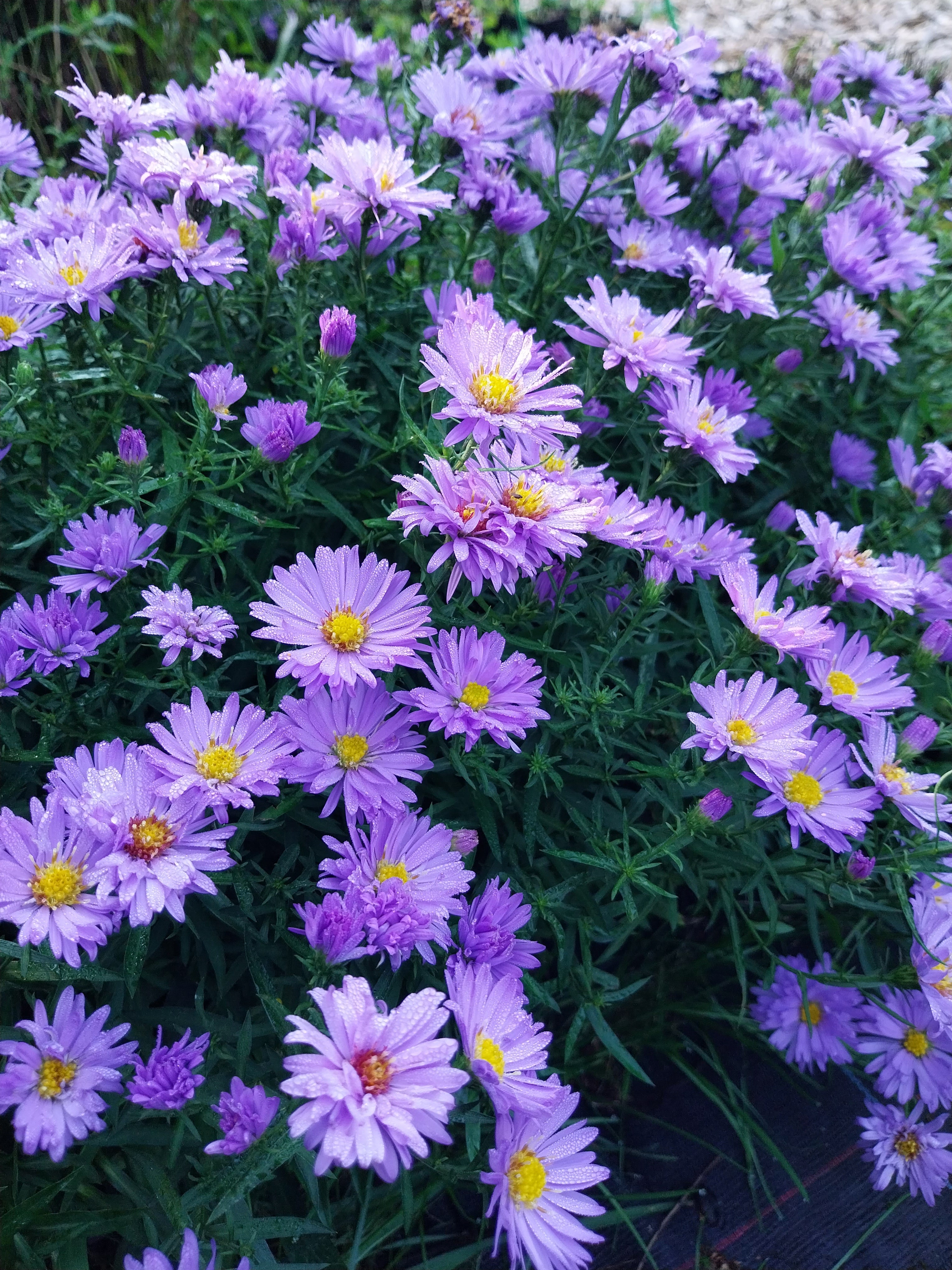 Aster dumosus 'Lady in Blue' Kissen-Aster
