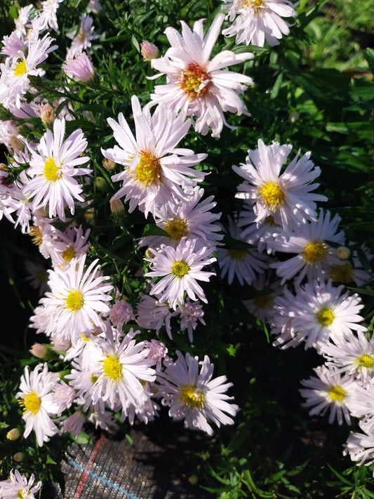 Aster dumosus 'Kristina' Kissen-Aster