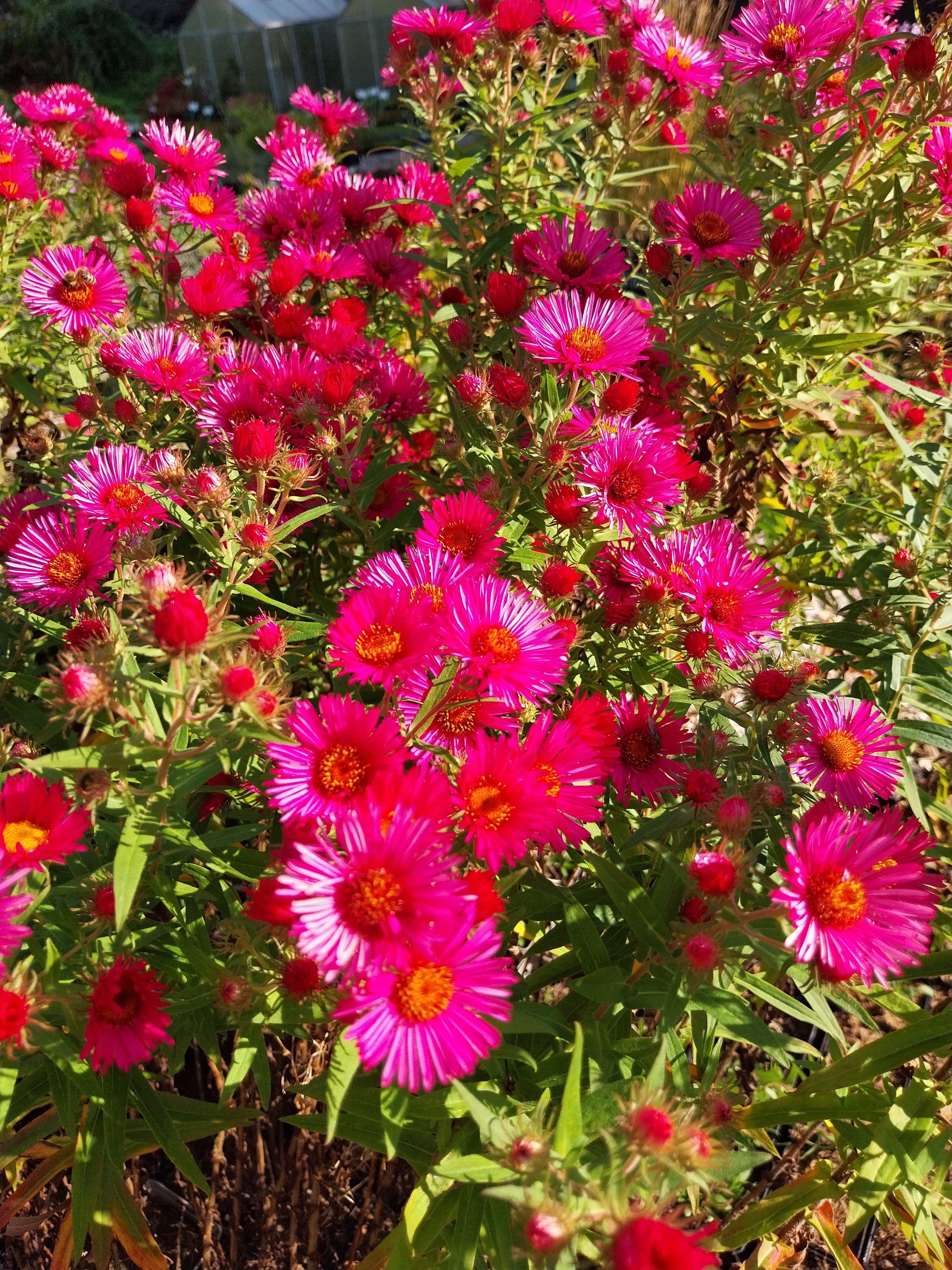 Aster novae-angliae 'Alma Pötschke' Raublatt-Aster