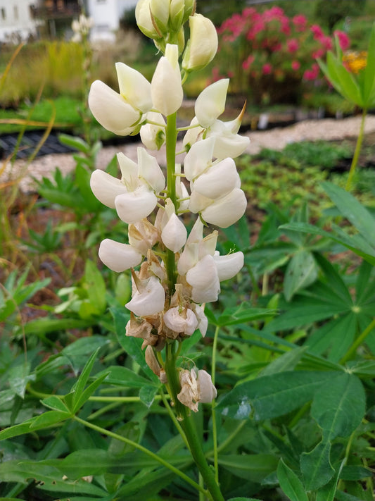 Lupinus polyphyllus 'Fräulein' Lupine