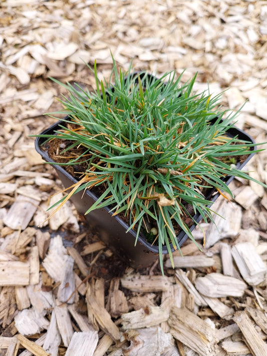 Koeleria glauca 'Lorsch' Blaugraues Schillergras