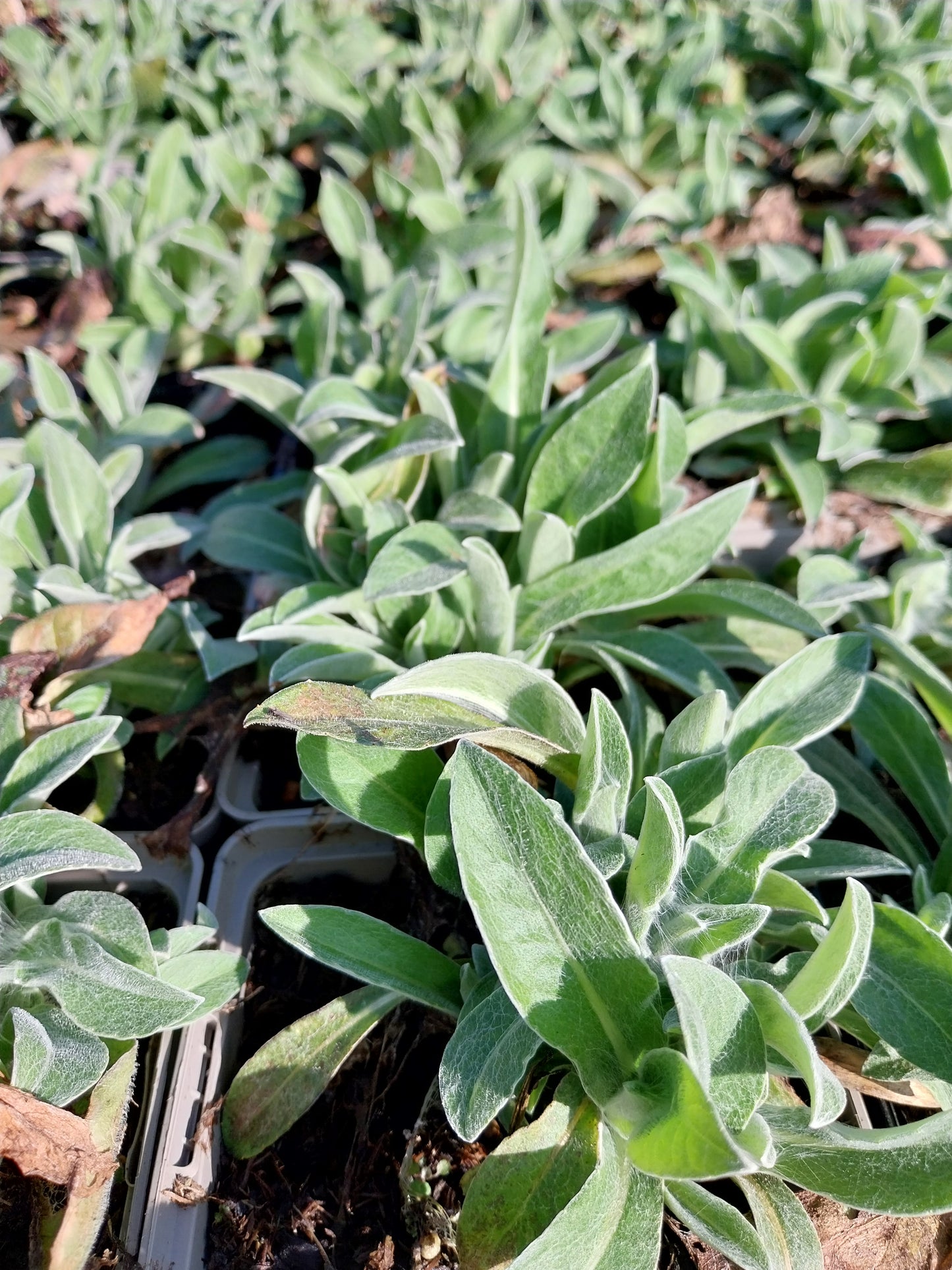 Centaurea montana 'Jordy' Flockenblume