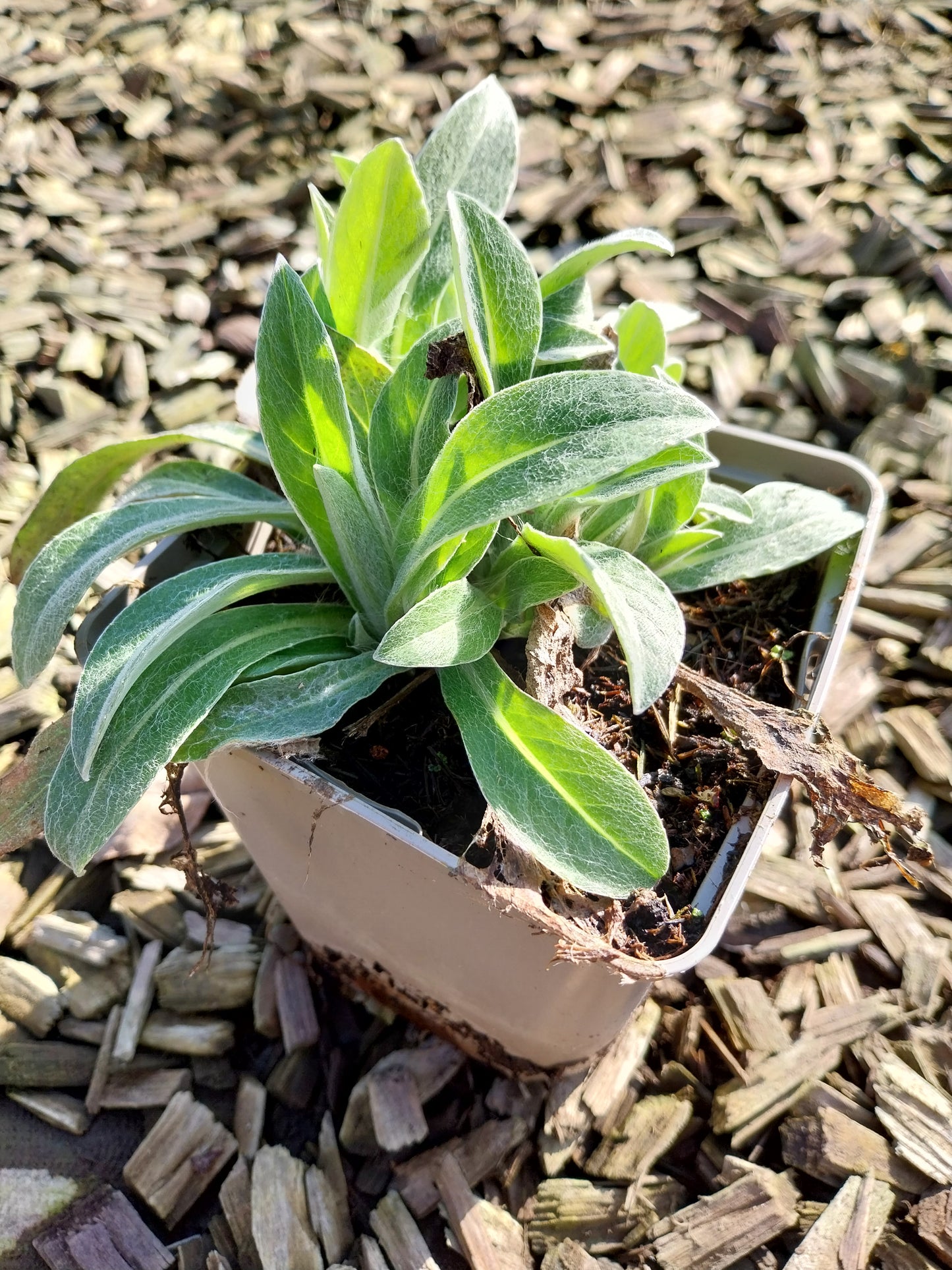 Centaurea montana 'Jordy' Flockenblume