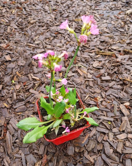 Schlüsselblume rosa blüten