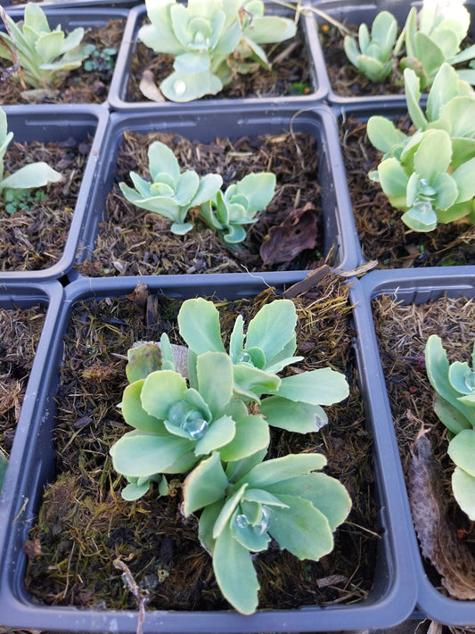 Sedum spectabile 'Lisa' Prächtiges Fettblatt