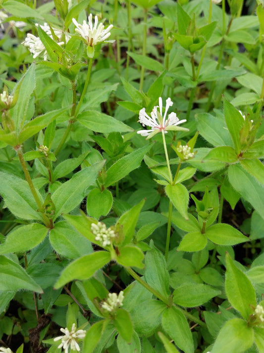 Asperula taurina Turiner Meier