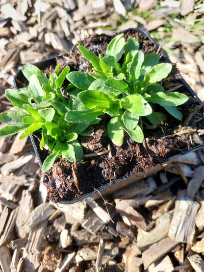 Jasione laevis 'Blaulicht' Sandglöckchen