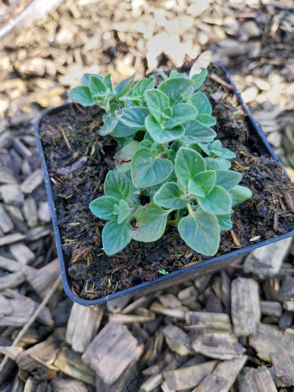 Calamintha nepeta 'Blue Cloud Strain' Kleinblütige Bergminze