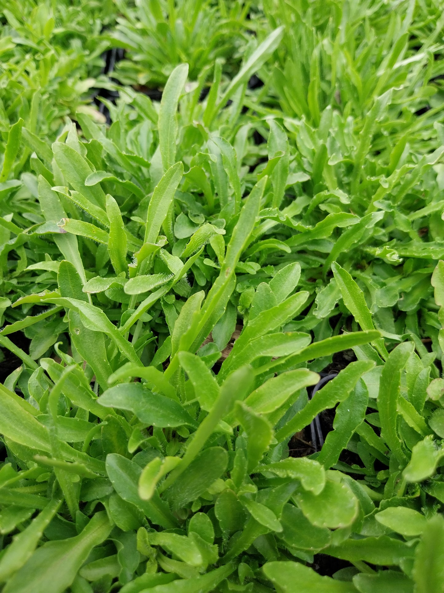 Jasione laevis 'Blaulicht' Sandglöckchen