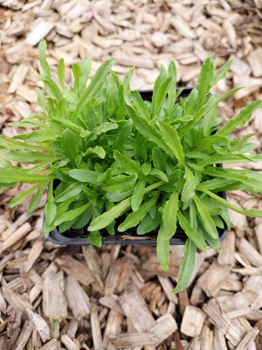 Jasione laevis 'Blaulicht' Sandglöckchen