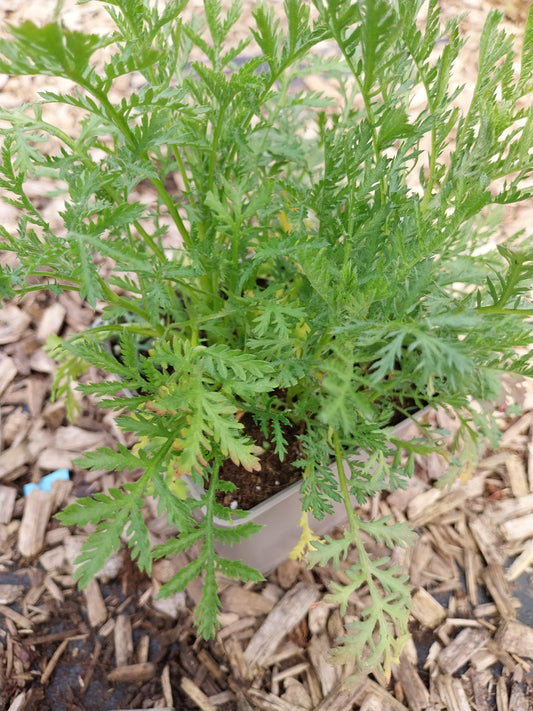 Anthemis tinctoria Färber-Hundskamille