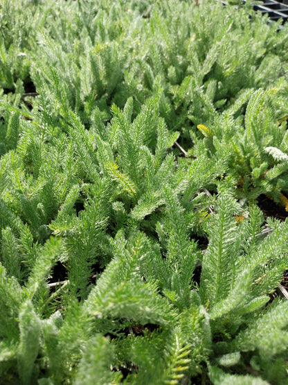 Achillea tomentosa 'Aurea' Teppich- Garbe