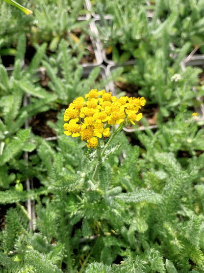 Achillea tomentosa 'Aurea' Teppich- Garbe