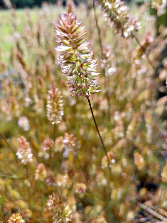 Koeleria glauca 'Lorsch' Blaugraues Schillergras