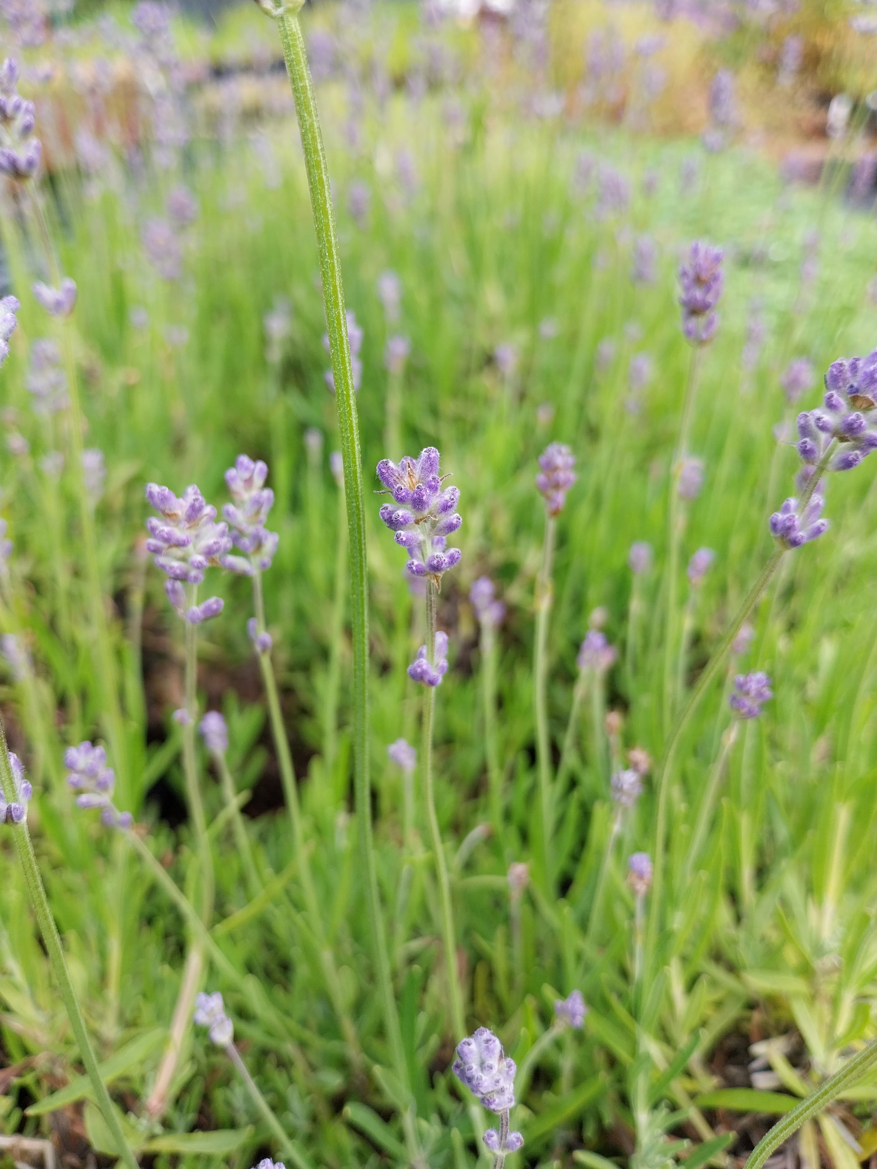 Lavandula angustifolia 'Middachten' Lavendel