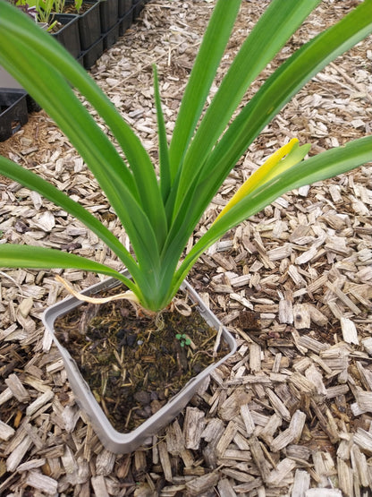 Hemerocallis × cultorum  Garten-Taglilie