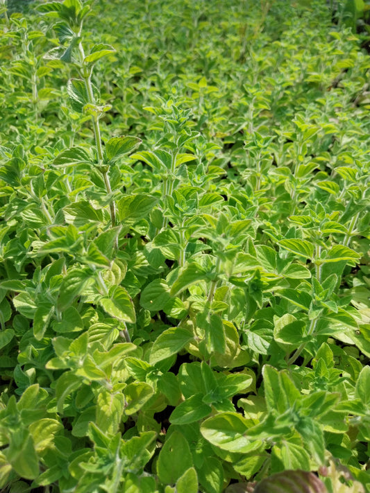 Calamintha nepeta Kleinblütige Bergminze