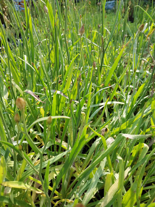 Catananche caerulea 'Alba' Rasselblume