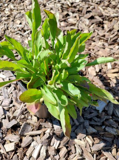 Buphthalmum salicifolium Ochsenauge