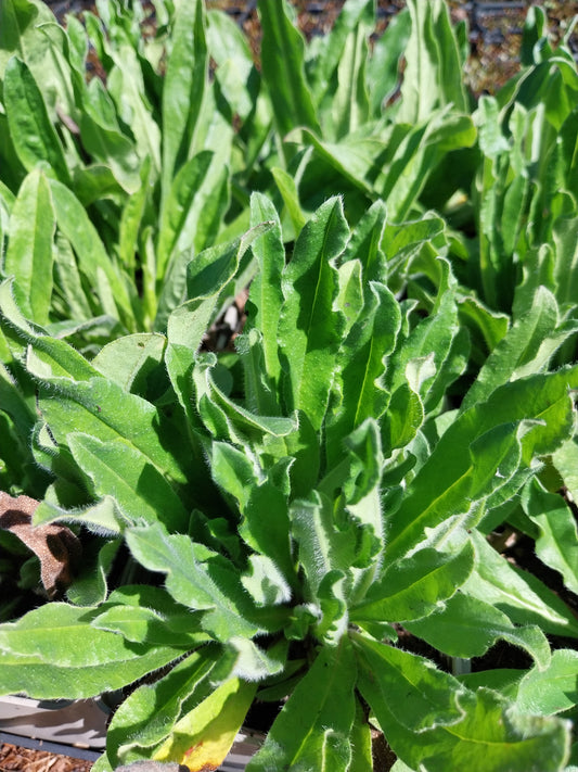 Echium vulgare Gewöhnlicher Natternkopf