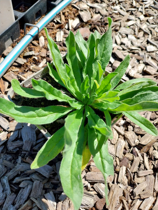 Echium vulgare Gewöhnlicher Natternkopf