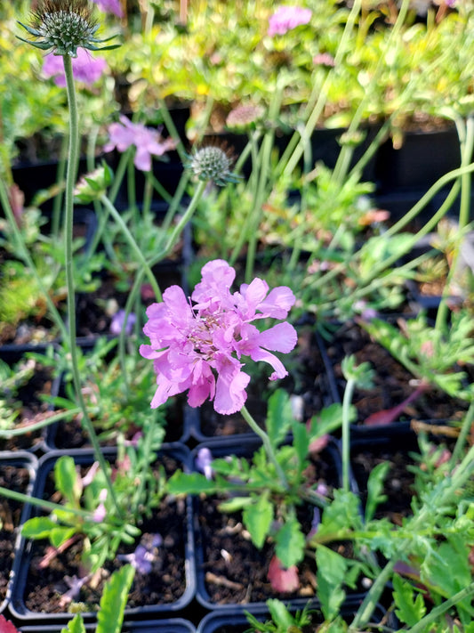 Scabiosa columbaria 'Pink Mist' Tauben-Skabiose