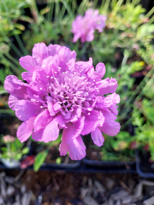 Scabiosa columbaria 'Pink Mist' Tauben-Skabiose