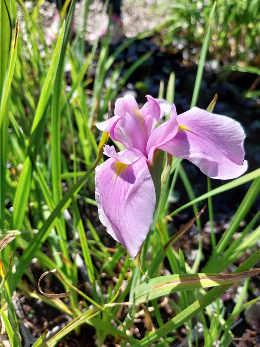 Iris ensata 'Topas' Sumpf -Schwertlilie