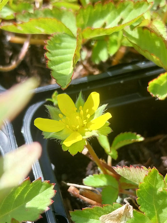 Duchesnea indica Scheinerdbeere, Trugerdbeere