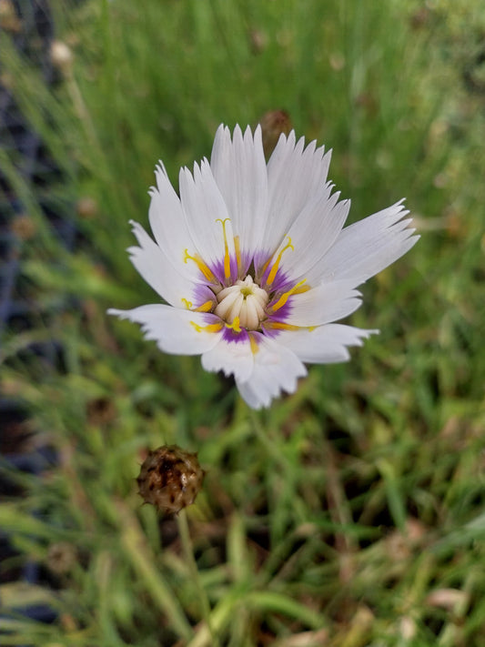 Catananche caerulea 'Alba' Rasselblume