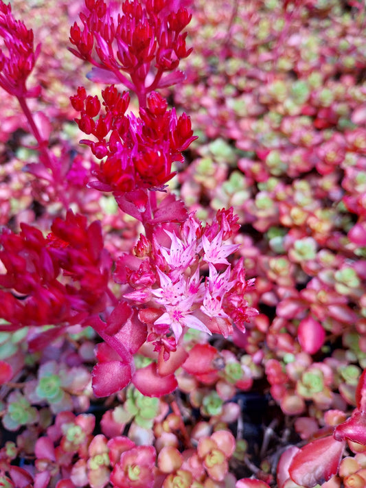 Sedum spurium 'Voodoo' Teppich-Fettblatt