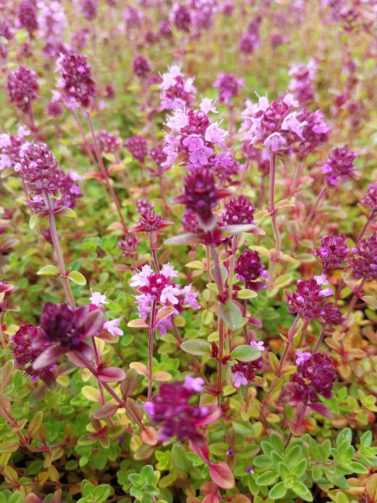 Thymus serpyllum Sand-Thymian