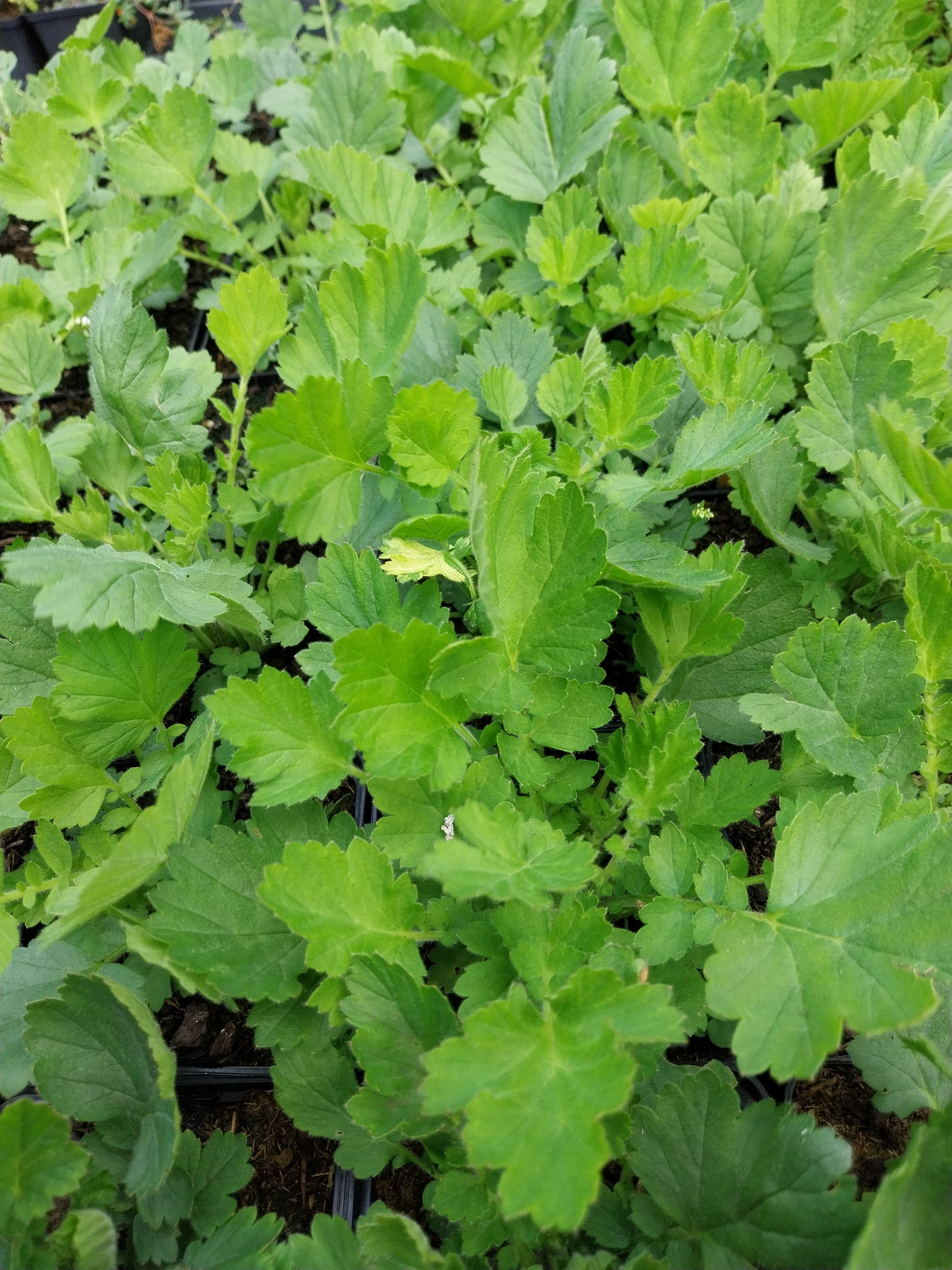 Geum chiloense 'Goldball' Nelkenwurz
