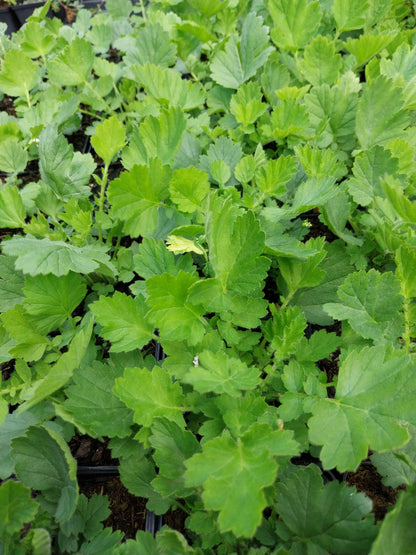 Geum chiloense 'Goldball' Nelkenwurz