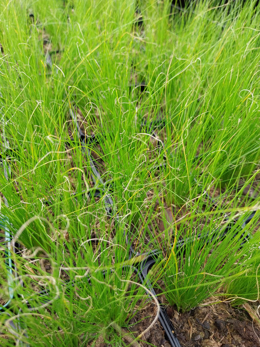 Stipa tenuissima 'Ponytails' Zartes Federgras