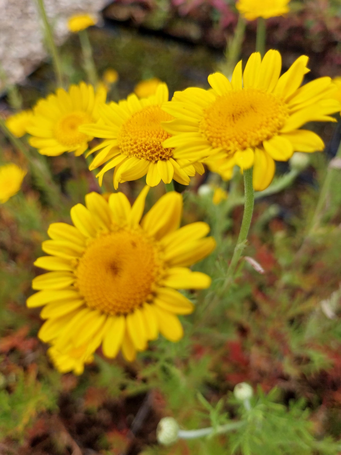 Anthemis tinctoria Färber-Hundskamille