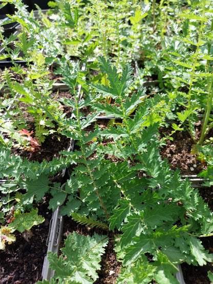 Filipendula ulmaria Sumpf-Mädesüß