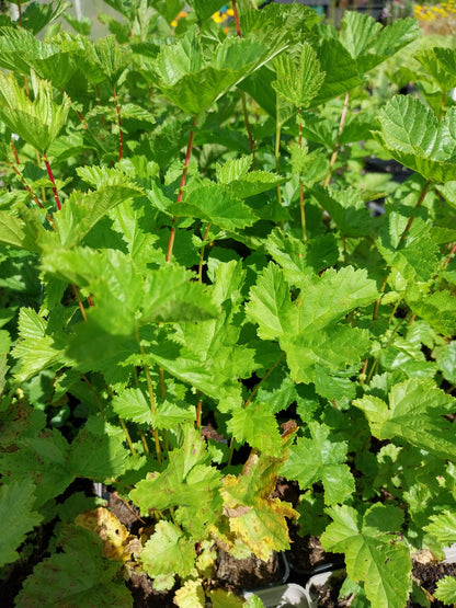 Filipendula vulgaris Knollen-Mädesüß