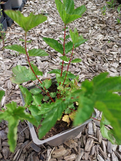 Filipendula vulgaris Knollen-Mädesüß