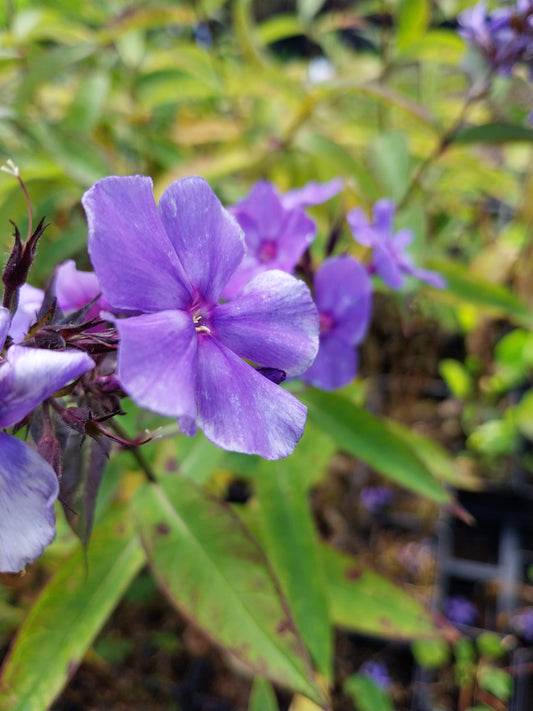 Phlox paniculata 'Blue Paradise' Hohe Flammenblume