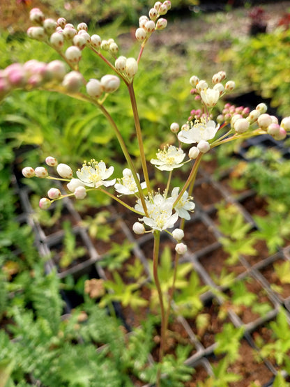 Filipendula vulgaris Knollen-Mädesüß