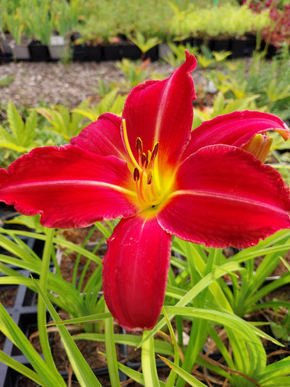 Hemerocallis cultorum 'Muffin' Taglilie