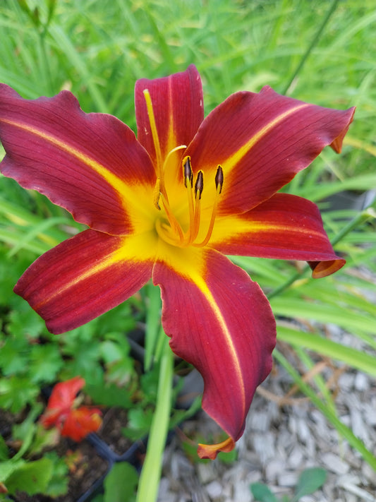 Hemerocallis × cultorum 'Autumn Red' Taglilie