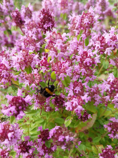 Thymus pulegioides Feld-Thymian