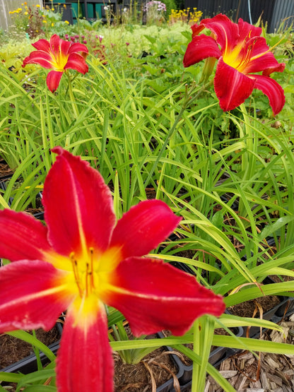 Hemerocallis cultorum 'Muffin' Taglilie