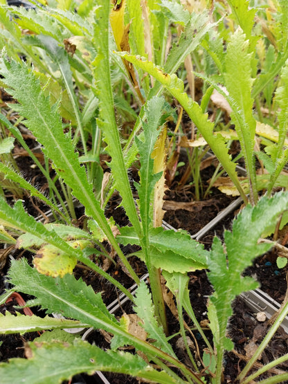 Papaver orientale Orientalischer Mohn