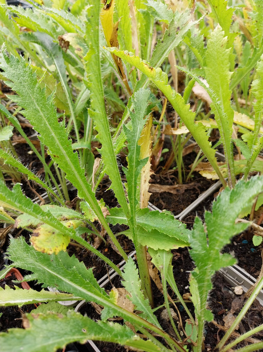 Papaver orientale Orientalischer Mohn