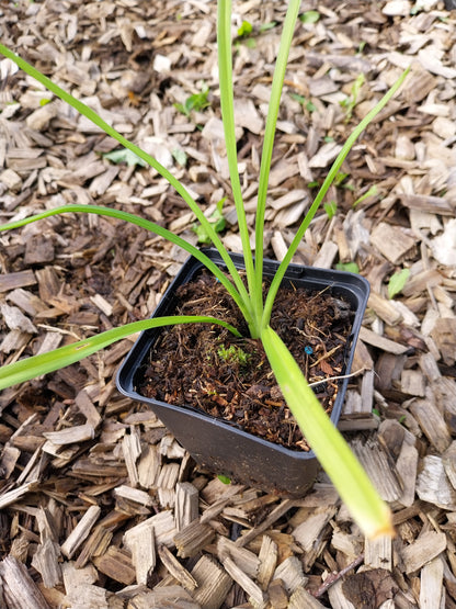 Hemerocallis × cultorum  Garten-Taglilie