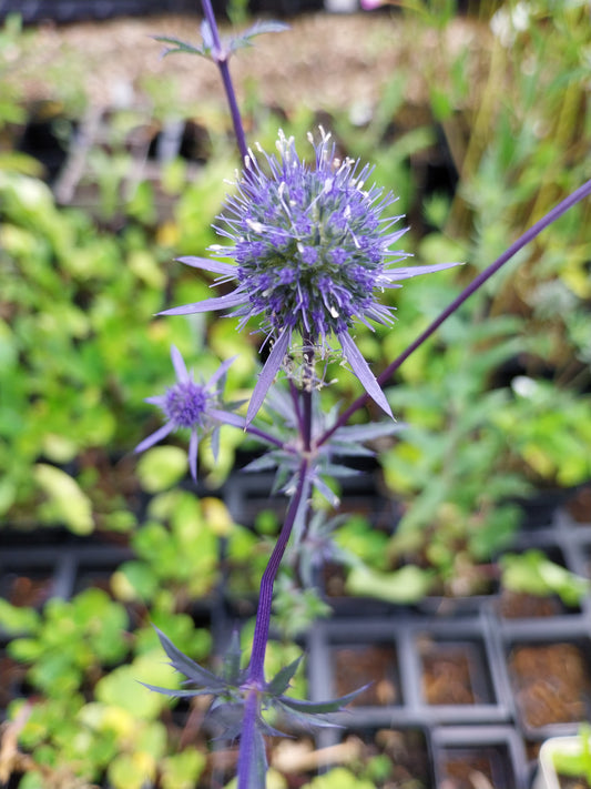 Eryngium planum  Edeldistel, Flachblättriger Mannstreu