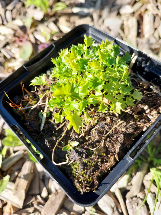 Campanula garganica Sternpolster-Glockenblume